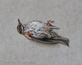 Stilleven met koperwiek Stilleven met koperwiek