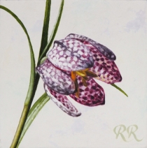 Kievitsbloem 2 Kievitsbloem 2
