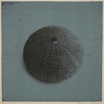 echinoidea echinoidea