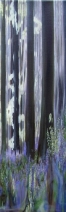 Hallerbos .. Hallerbos ..