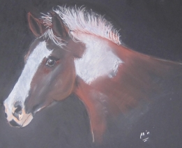 paard paard