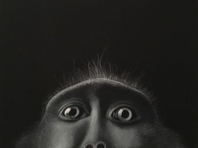 Monkey Monkey