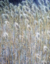 Rietlandschap 3 Rietlandschap 3