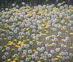 Paardenbloemen Paardenbloemen