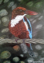 IJsvogel IJsvogel