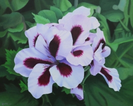 Franse Geraniums Franse Geraniums