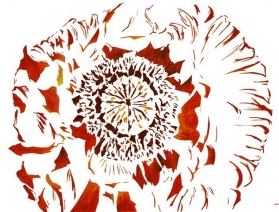 Papaverbloem Papaverbloem