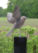 Vogel flierefluiter Vogel flierefluiter