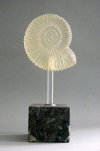 Ammoniet Ammoniet
