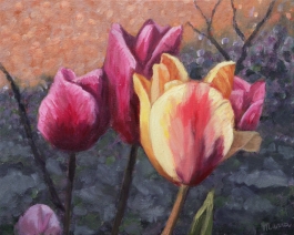 Tulips Tulips