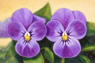 Lilac mini pansies Lilac mini pansies