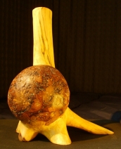 warrelknoest 1 warrelknoest 1
