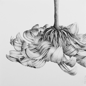 Serie Natuur waar ik op dit moment aan werk. Ik probeer in deze tekeningen net een andere uitsnede en compositie te maken met gevoel voor de negatieve ruimte. Deze tekeningen lijken soms heel realistisch maar zijn toch vaak opgebouwd uit kleine vlakken. Dus minder realistisch dan je misschien op het eerste gezicht denk.