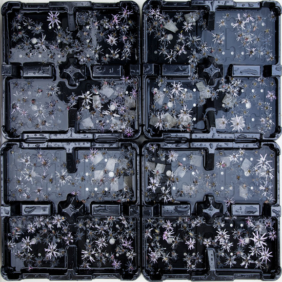 wilde koekoeksbloemen in tray 0615