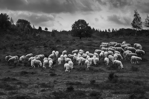Fotografie van Dieren en Anderen
