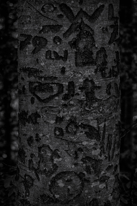 In deze groep staan bomen, beschadigde en dode bomen centraal