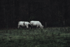 Fotografie van Dieren en Anderen