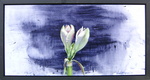 sinds 2005 maak ik ook schilderijen van bloemen, voornamelijk lelies en amarylissen.