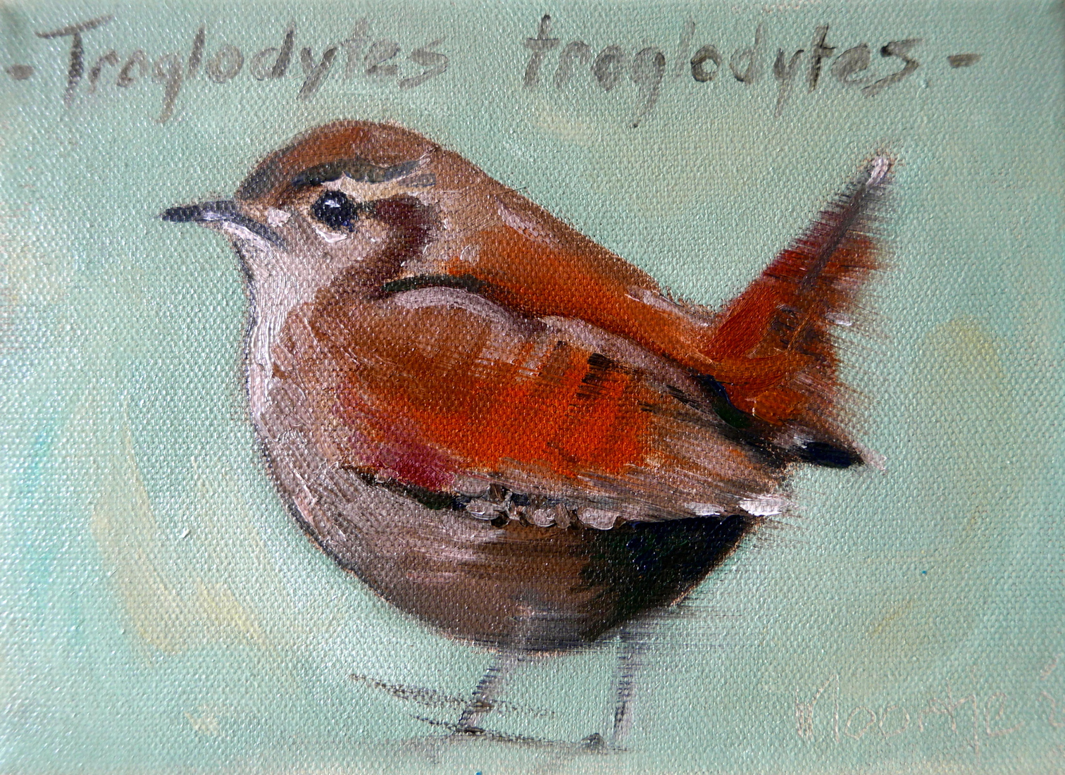 Winterkoninkje - Troglodytes troglodytes