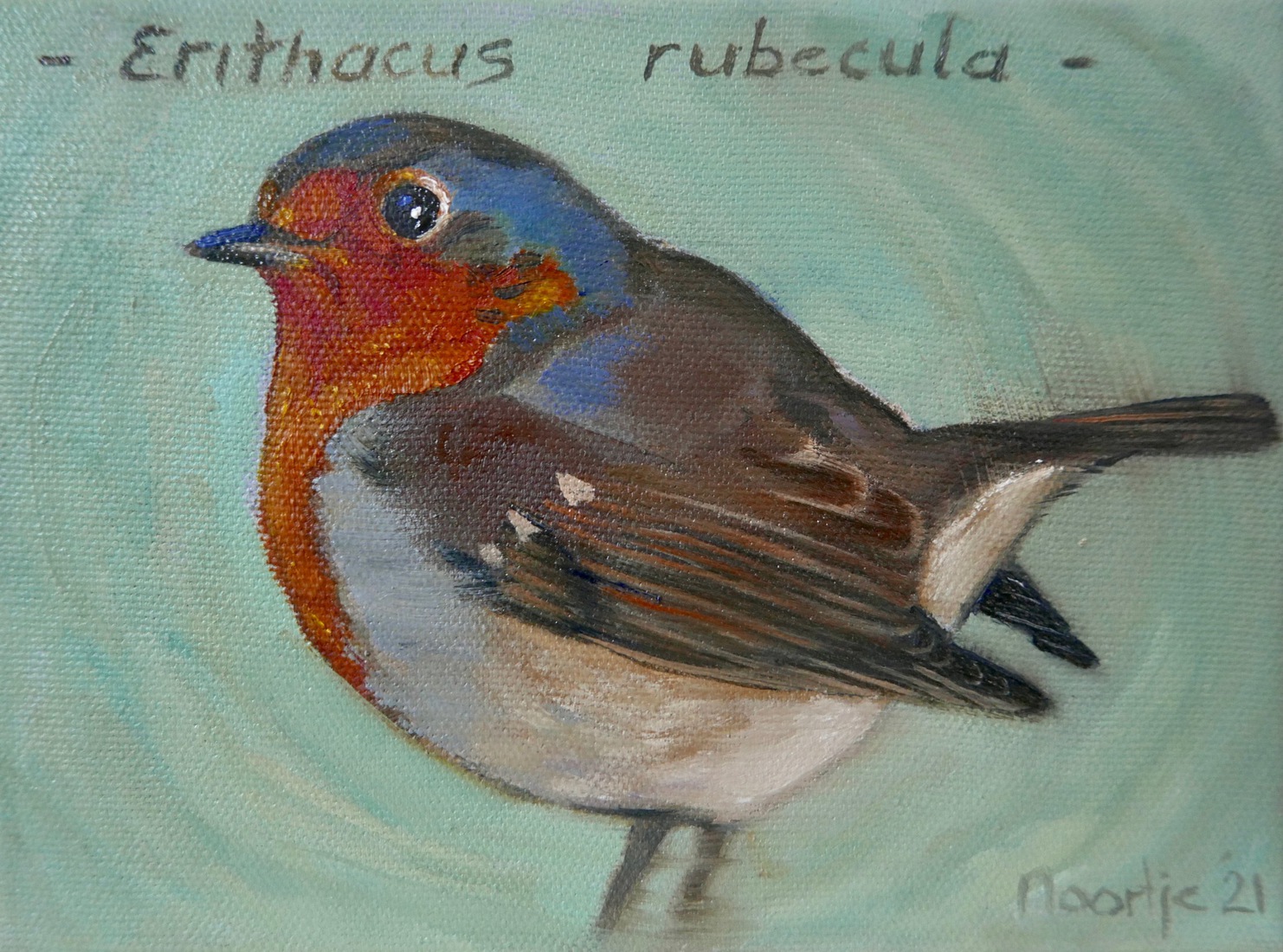 Roodborstje Erithacos rubecula