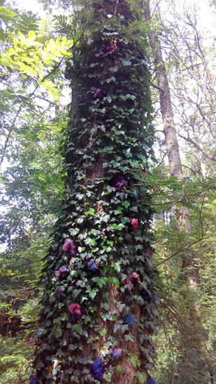 Ode aan Hedera (klimop)