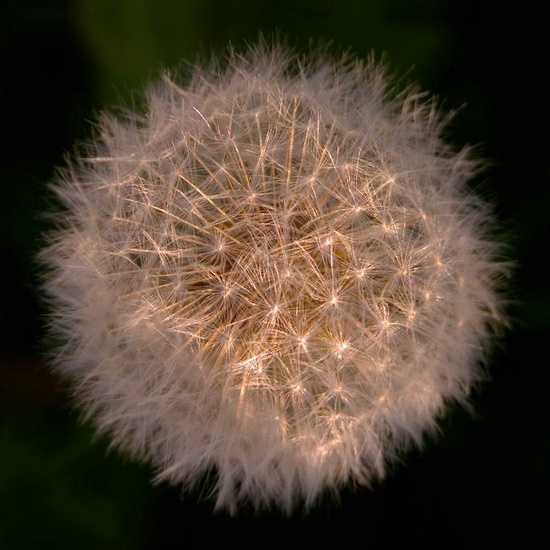 Dandelion 0001 - 4/6