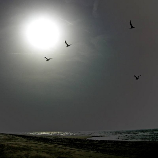Seagulls 0002 - 1/6