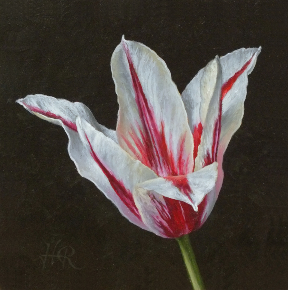 Tulpenportret 2