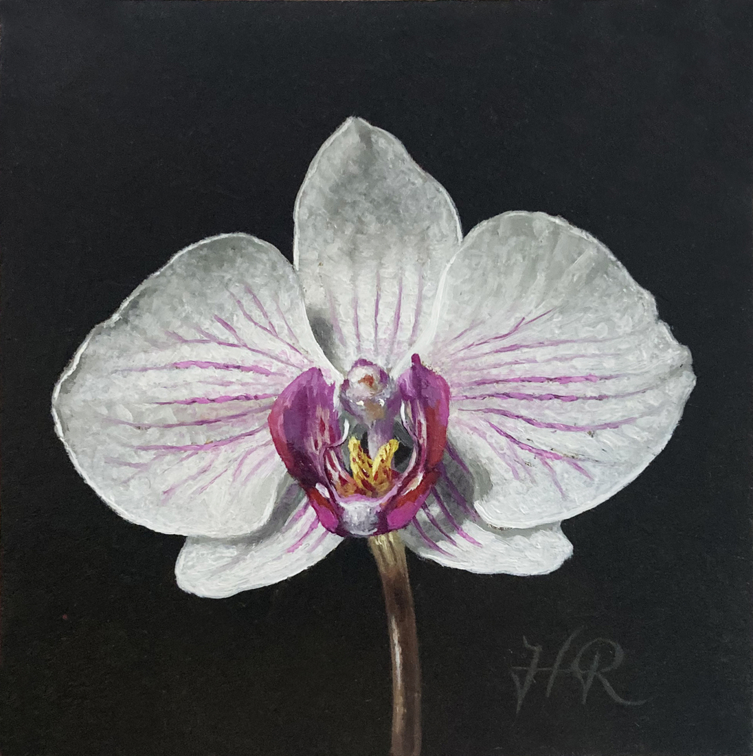 Orchidee 6