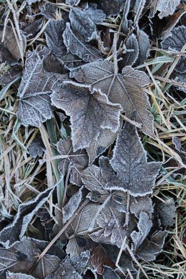 Frozen