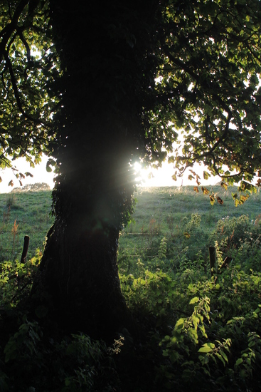 Where the fairies live