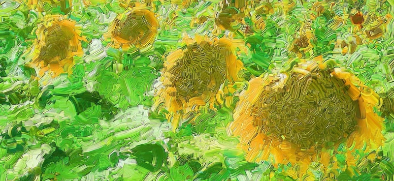 3 zonnnebloemen
