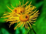 Bloemen paddestoelen, mossen en fruit