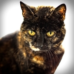 Honden, katten, ...