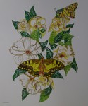 vlinderafbeelding