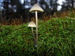 Natuurfoto's