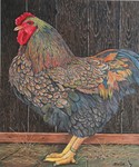 Techniek: colored pencil. Alle tekeningen zijn voorzien van een passe-partout.