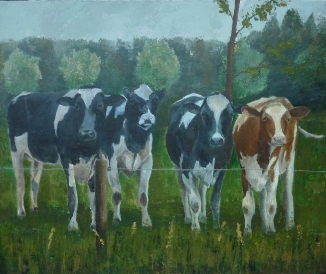 4 koeien in de wei bij Driebergen