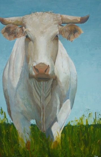 Charolais koe