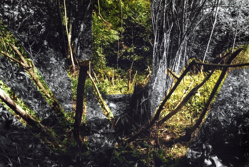 Arbres Flottants (Zwevende Bomen)