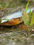 Natuur