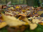 Herfst