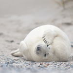 Zeehonden op Dune (bij Helgoland)