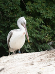 Diergaarde Blijdorp