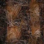 In de serie boomcomposities presenteer ik digitale schilderingen, het resultaat van componeren met fotografische originelen ofwel de ingrediënten. In de fotografie alsook in de digitale schildering concentreer ik mij op het boomverhaal en minder op de boom an sich.