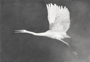 Tekeningen die niet vallen onder de portretten en zelfportretten.