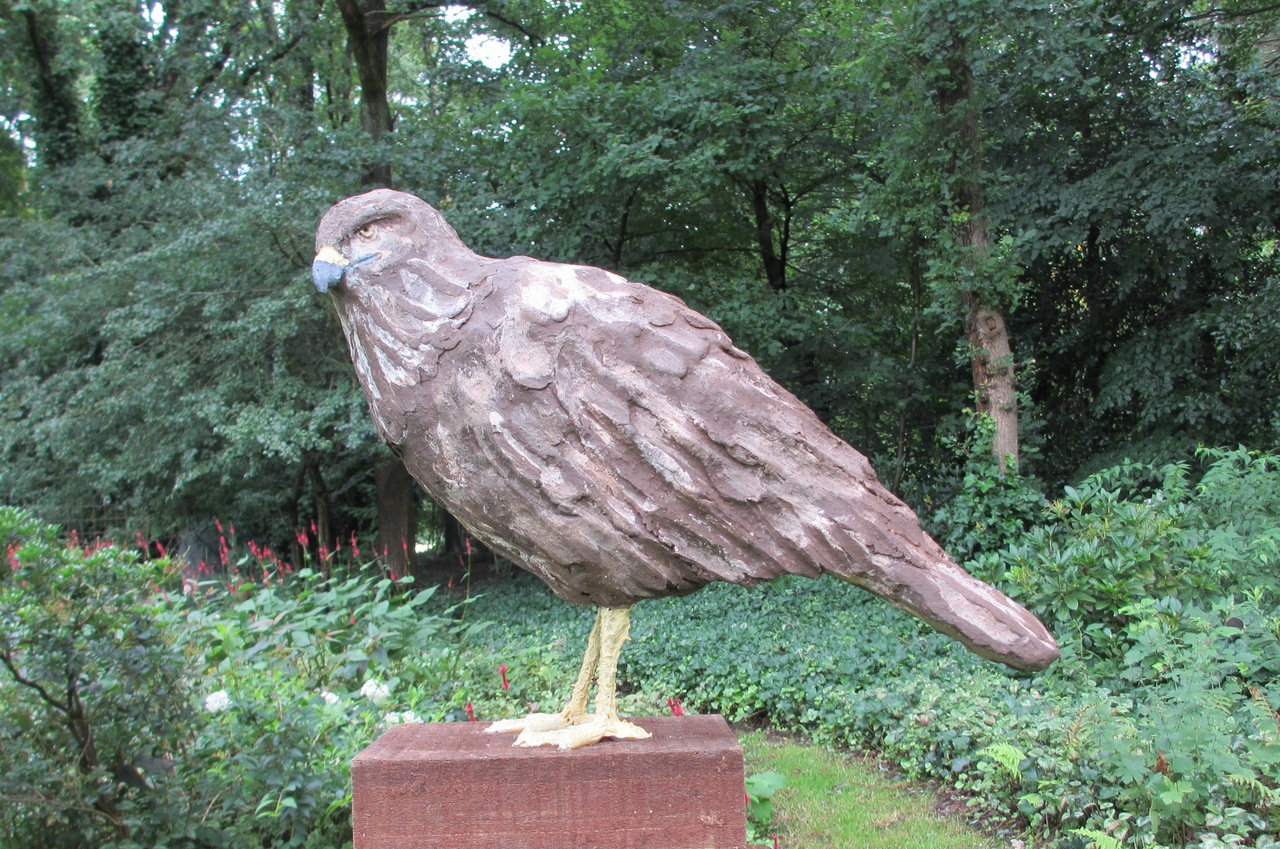 Buizerd (buteo buteo)