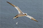 vogels