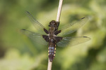 Insecten en spinnen
