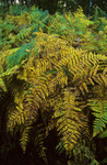 planten, bomen en blad